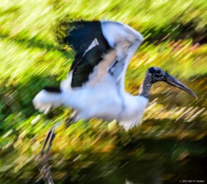 2015.03.16.4698 Wood Stork copy