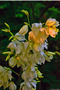 2015.06.10.9966.02 Rock Lily copy