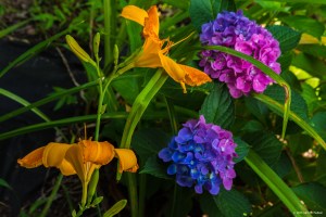 2015.07.17.2736 Summer Blooms