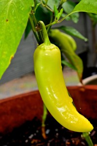 DSC_0042 - Version 2