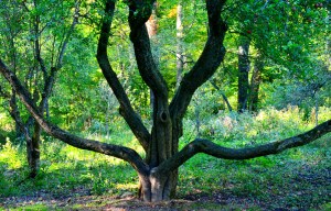 15301335359_fd5e2ffd3a_o