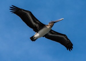 15351142244_068c1edf2f_o