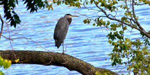 15485268071_784c230016_o