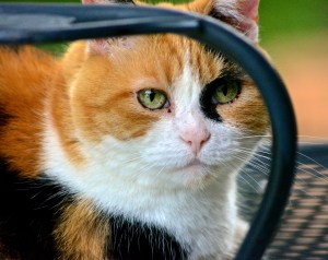 15487511875_9a54714113_o