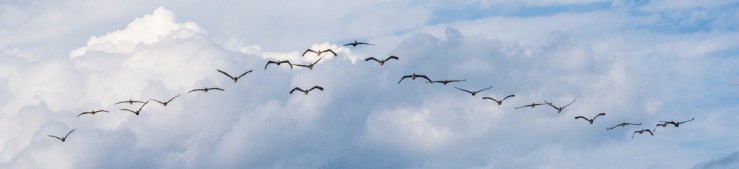 15785995278_ceb36146f9_o