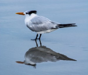 15787387979_8ffcda16eb_o