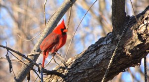 16247688234_bcc1412640_o