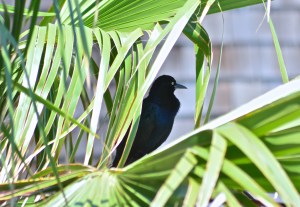 17548634404_d3ab224a38_o