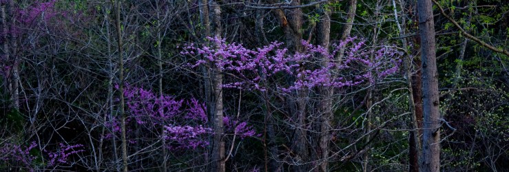 17983043528_41824b85ff_o