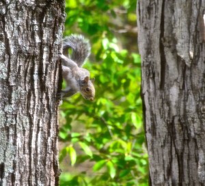 18172987755_70fe46a35f_o