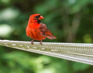 20128820964_5cb613deb9_o