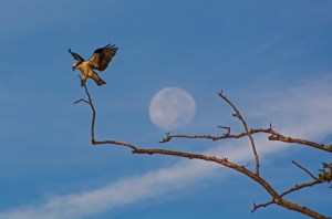 2015.08.02.0388 Osprey