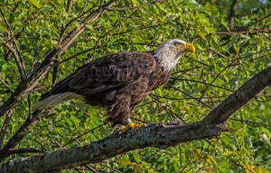 2015.08.02.0598 Eagle