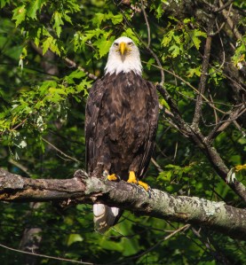 2015.08.02.0638 Eagle