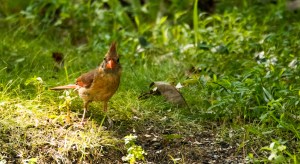 2015.08.13.3386 Female Cardinal