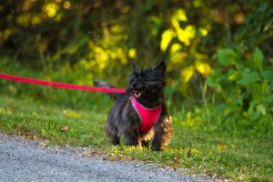 2015.08.13.3427 Brunhilde