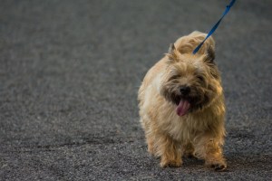 2015.08.13.3435 Blossom