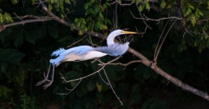 2018.08.02.0122 Egret