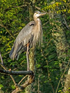 2018.08.02.0206 Blue Heron_edited-1