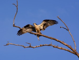 2018.08.02.0744 Osprey
