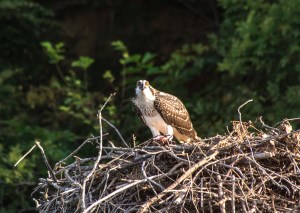 2018.08.02.0870 Osprey