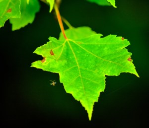 20532326096_84c4e825c8_o