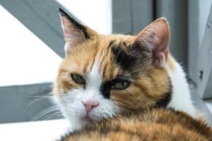 20563413190_293533d640_o