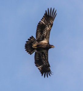 20564601629_23f007b556_o