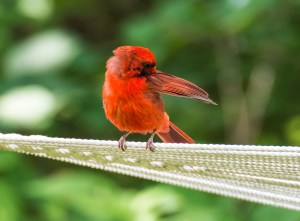 20564676569_c360ca67ff_o