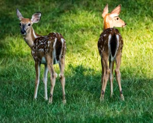 20639599708_6063301d71_o