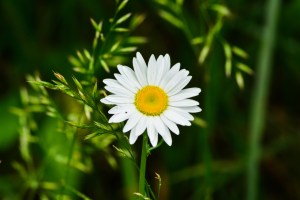 20671927846_d893de35af_o