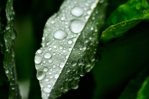 20704988401_e59a07eab7_o