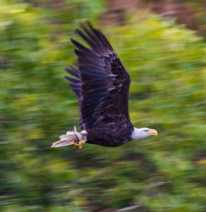 20741919352_379de3c26f_o