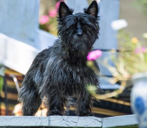 20758349151_1f269a93a9_o