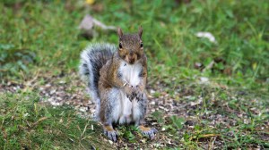 2015.09.04.4143 Squirrel