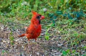 2015.09.05.4156 Cardinal