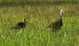 2015.09.06.4192 Gobbler