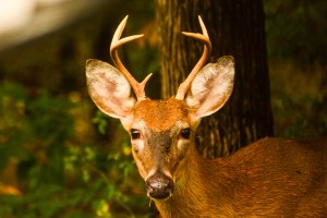 2015.09.22.4569 Young Buck