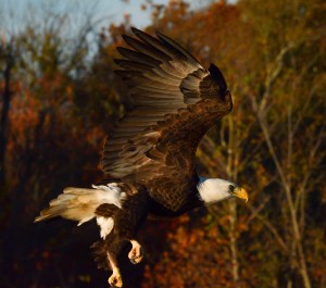 2015.10.31.8563Eagle