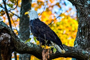 2015.10.31.8790 Eagle