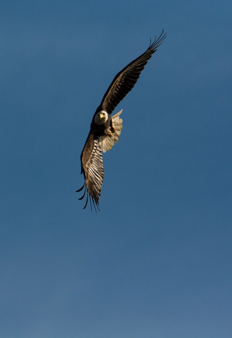 2015.10.31.8834 Eagle