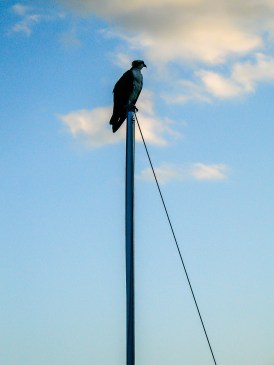 2005.11.25.02334 Osprey