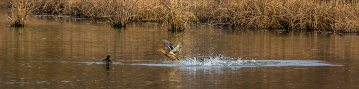 2015.11.27.9437 Duck