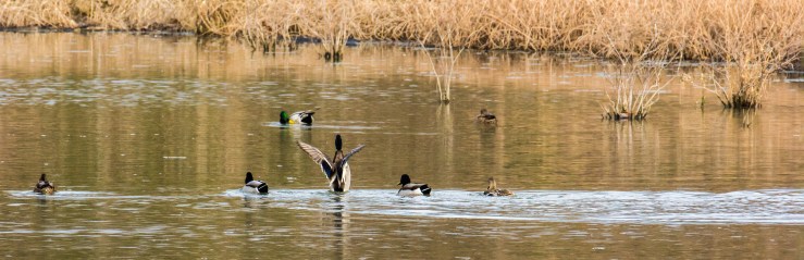 2015.11.27.9439 Duck