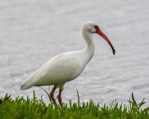 2010.01.05.0440 Ibis