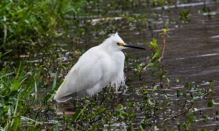 2010.01.06.0596 Snowy Egret