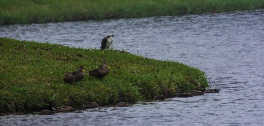 2010.01.06.0605 Osprey