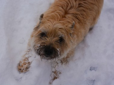 2015.03.05.4322 Blossom in the Snow