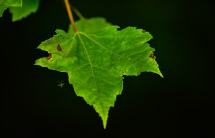 2015.05.31.9356 Some Variety of Maple