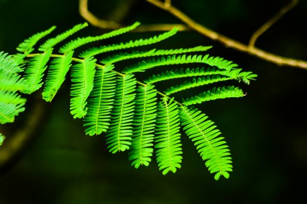 2015.06.01.9441 Fern